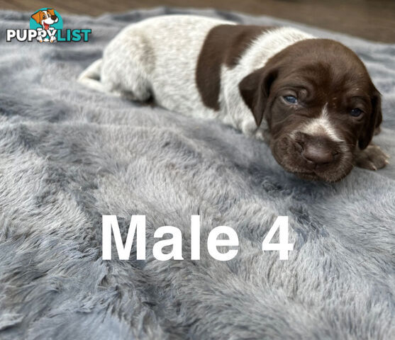 German Shorthaired Pointer (GSP) Puppies