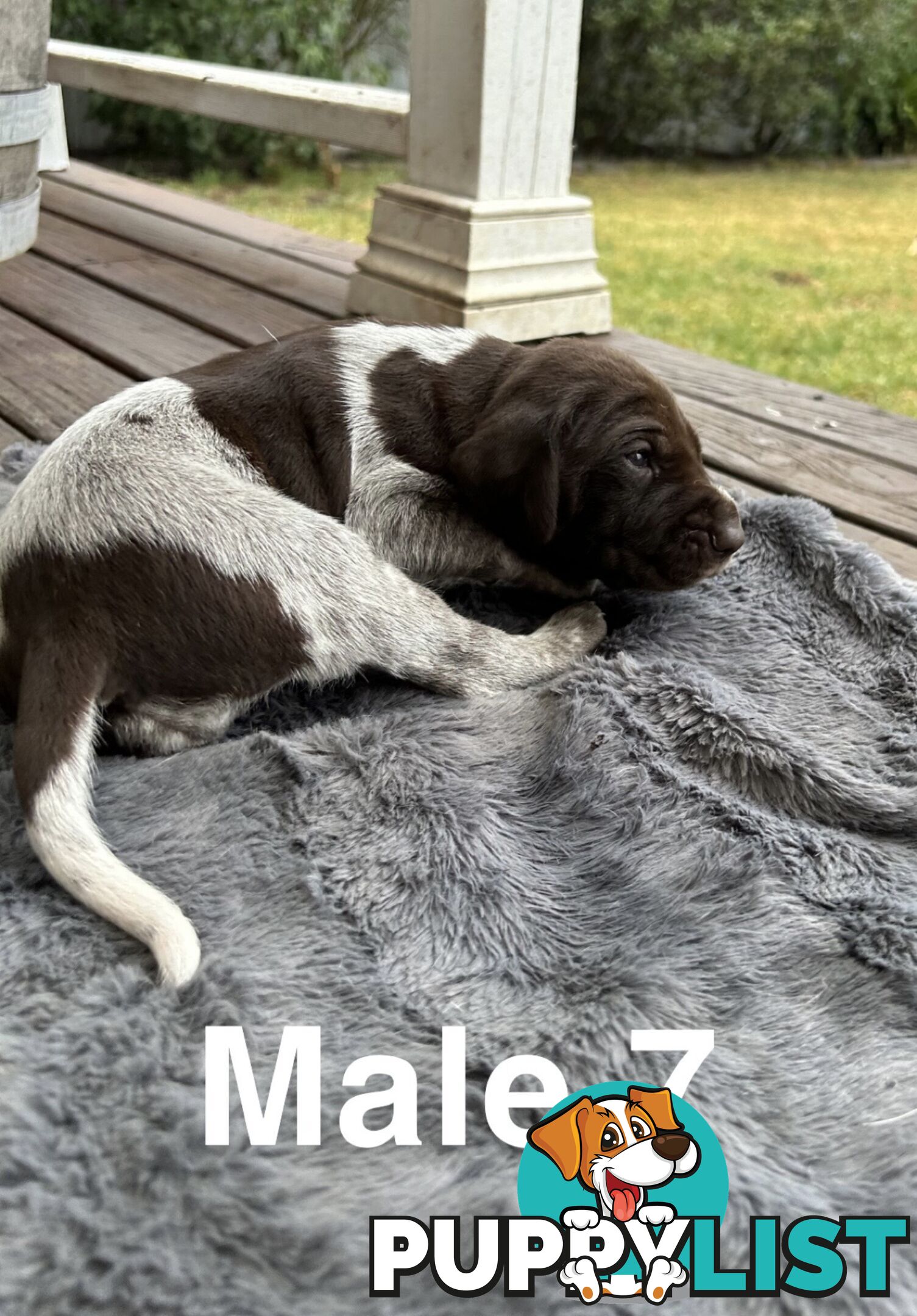 German Shorthaired Pointer (GSP) Puppies