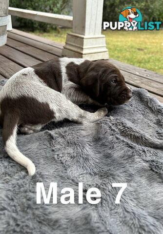 German Shorthaired Pointer (GSP) Puppies