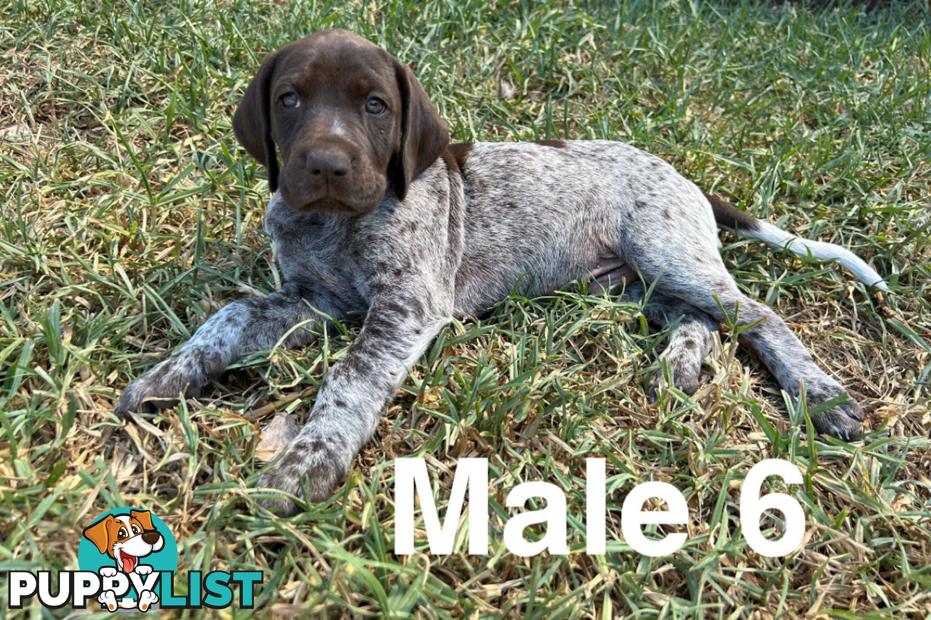 German Shorthaired Pointer (GSP) Puppies