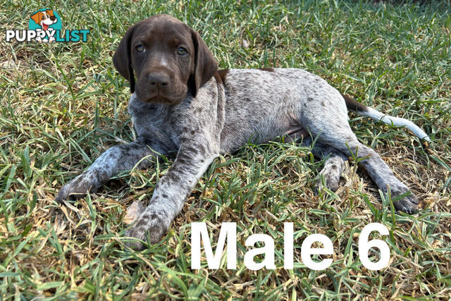 German Shorthaired Pointer (GSP) Puppies