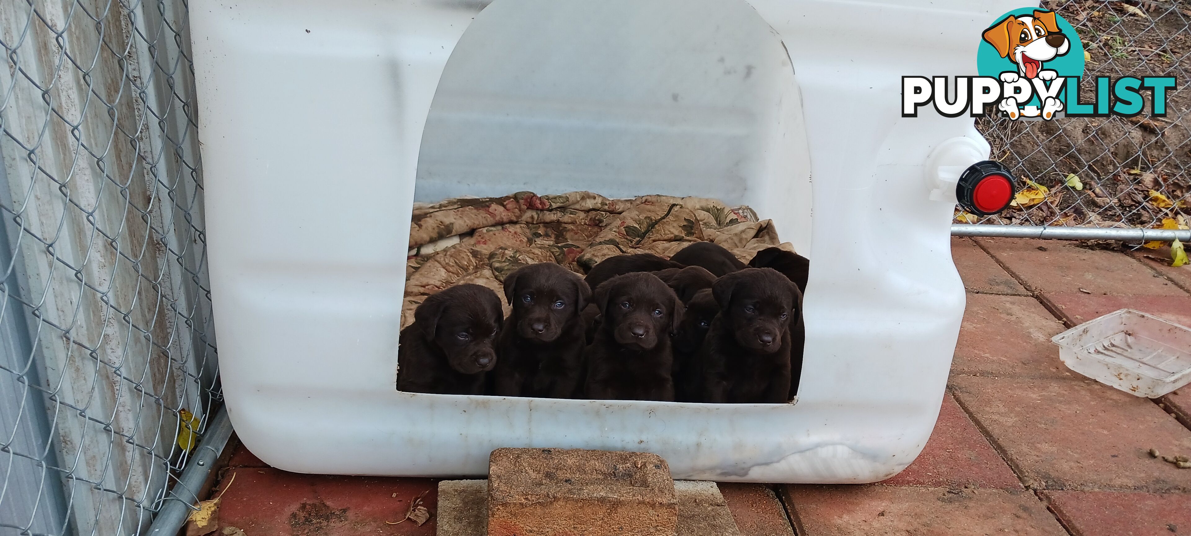 Purebred Chocolate Labrador