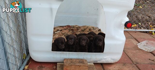 Purebred Chocolate Labrador