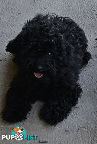 TOY POODLE PUPPY