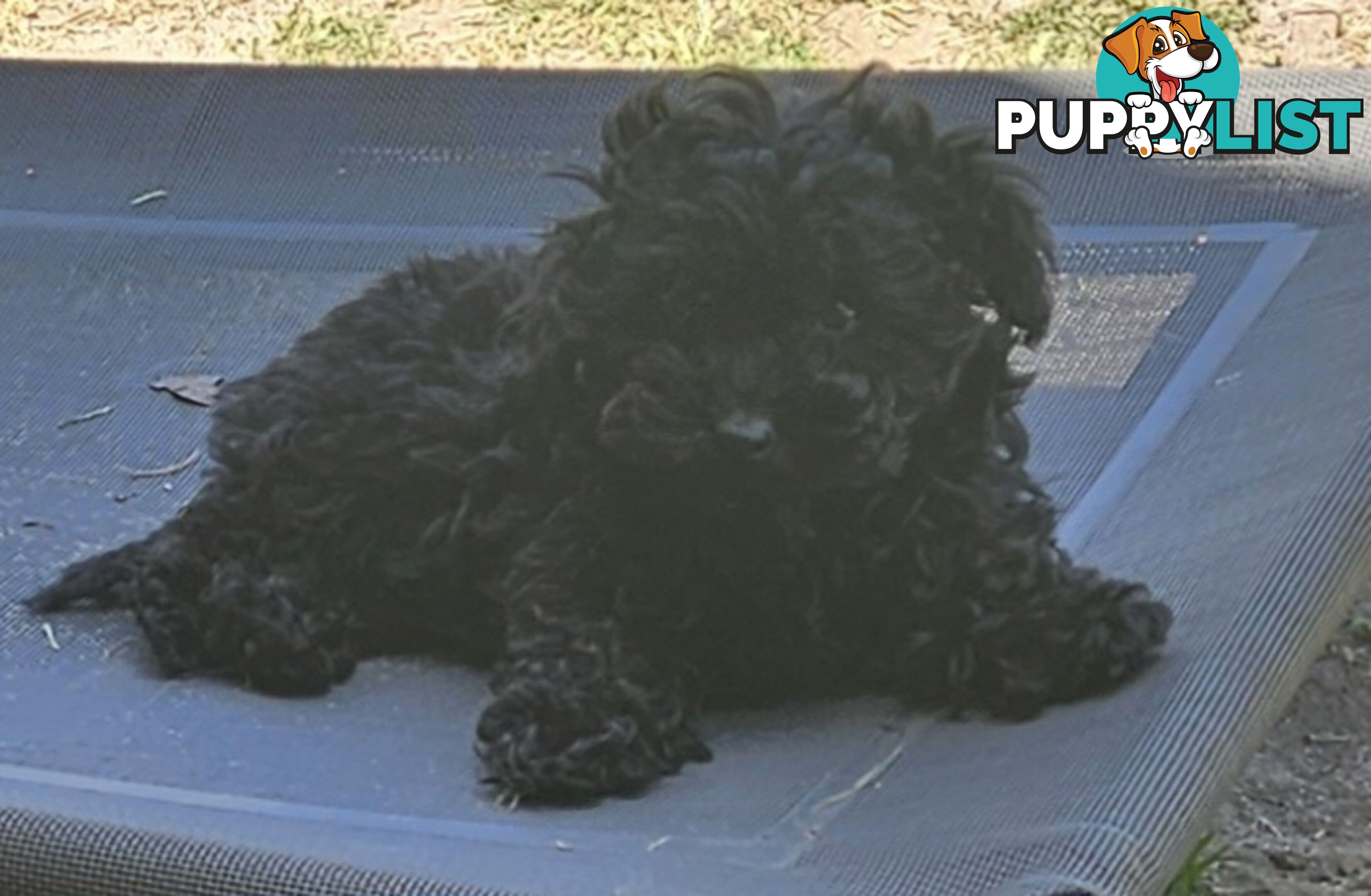 TOY POODLE PUPPY