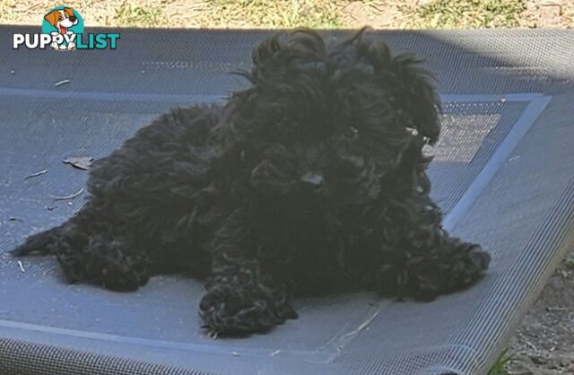 TOY POODLE PUPPY