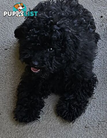 TOY POODLE PUPPY