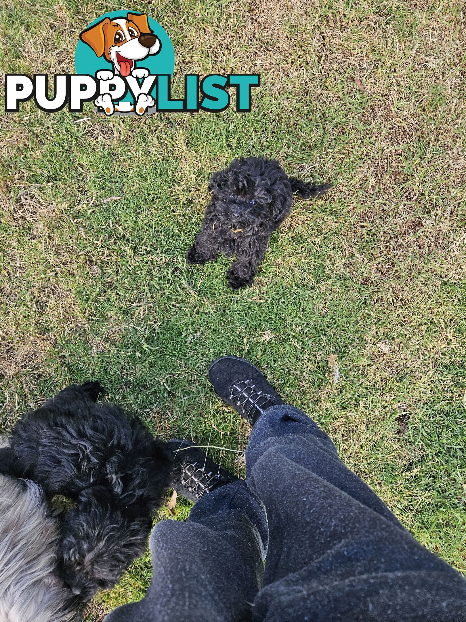 TOY POODLE PUPPY