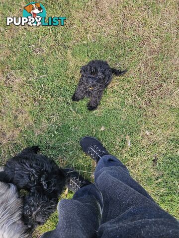 TOY POODLE PUPPY