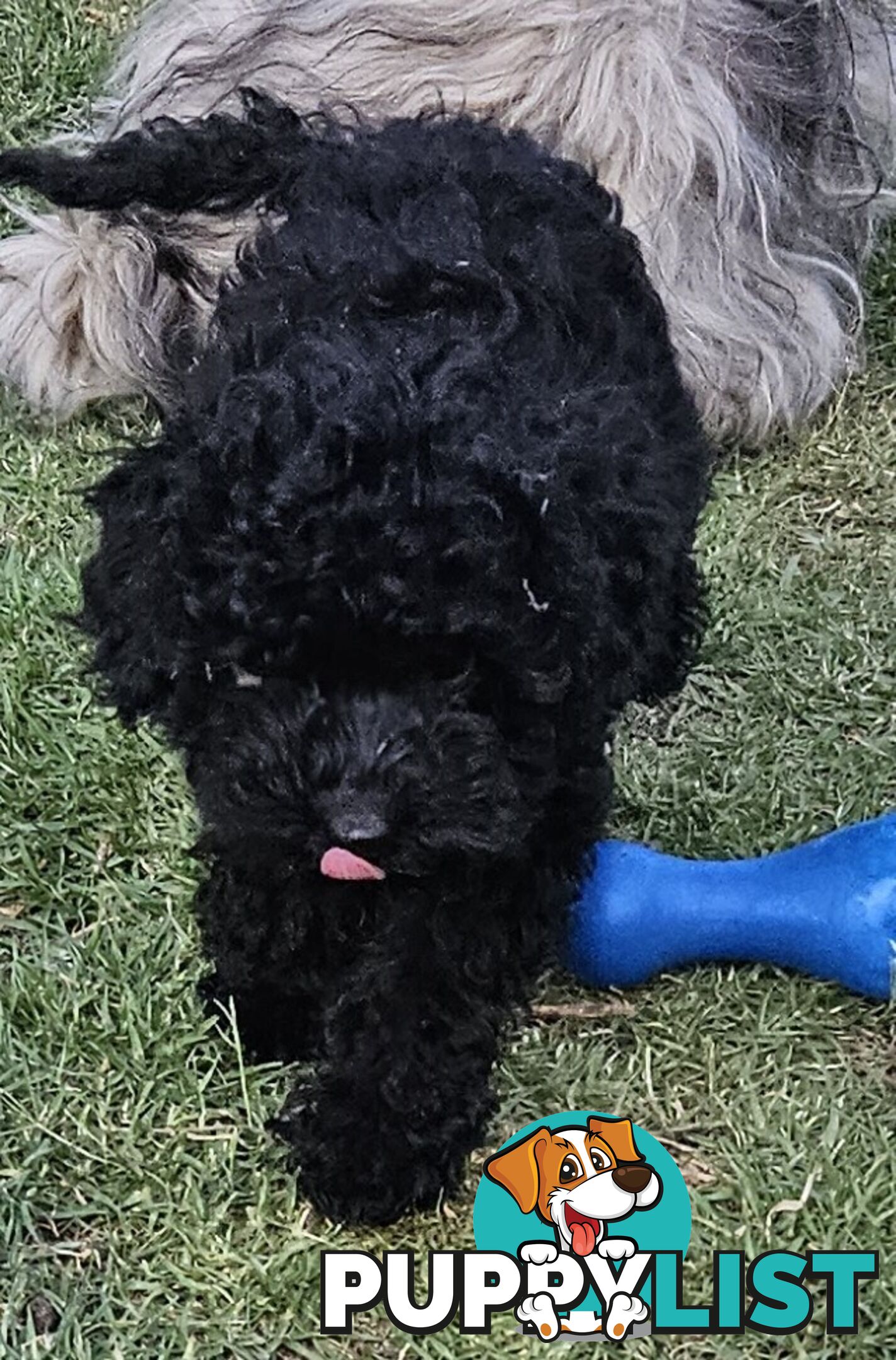 TOY POODLE PUPPY