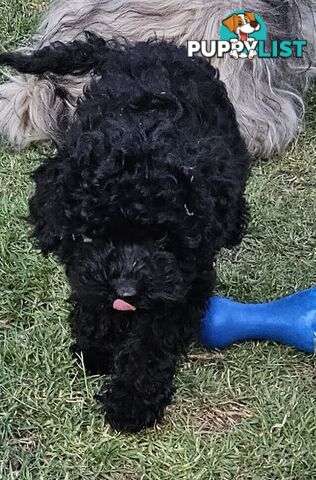 TOY POODLE PUPPY