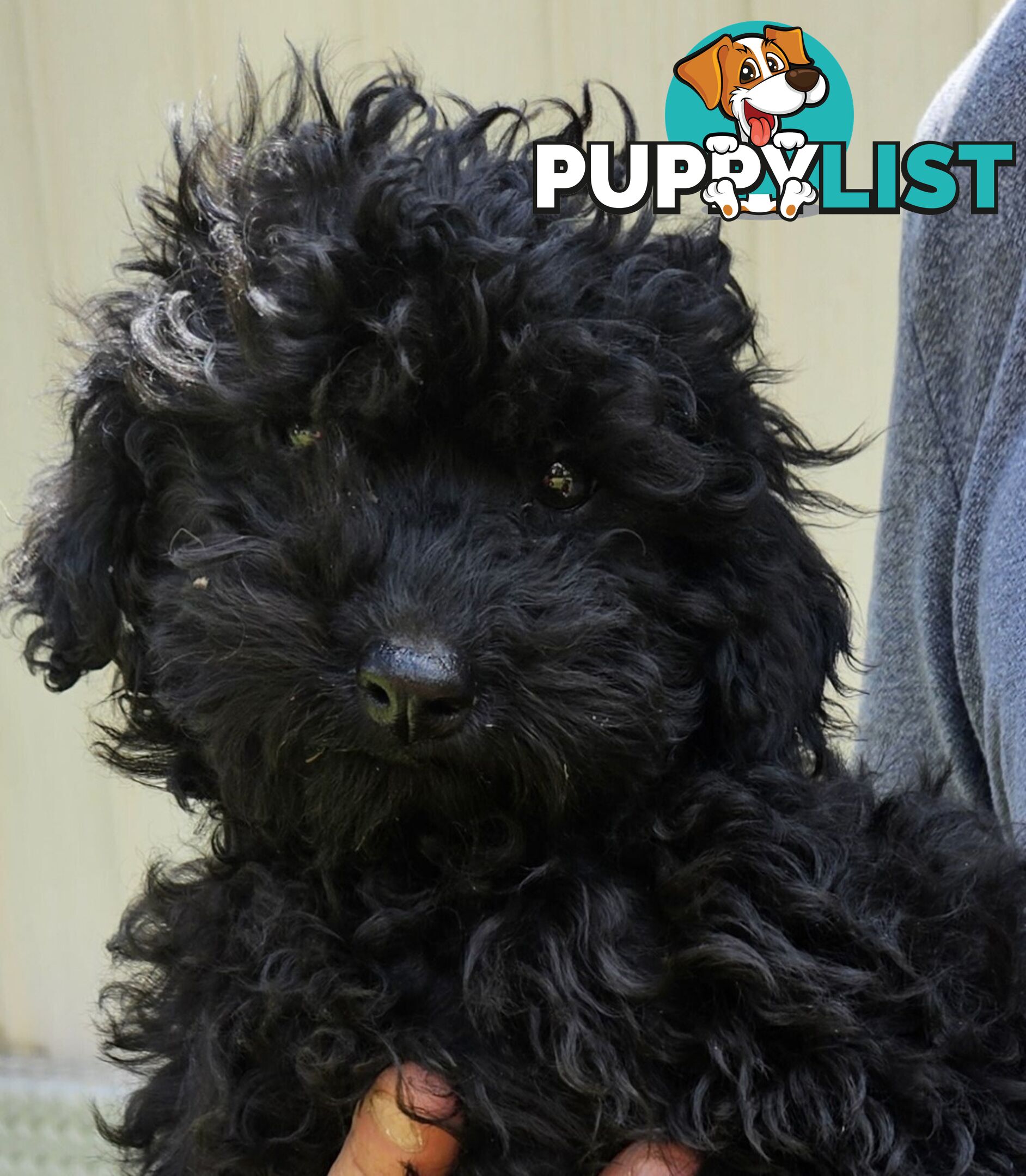 TOY POODLE PUPPY