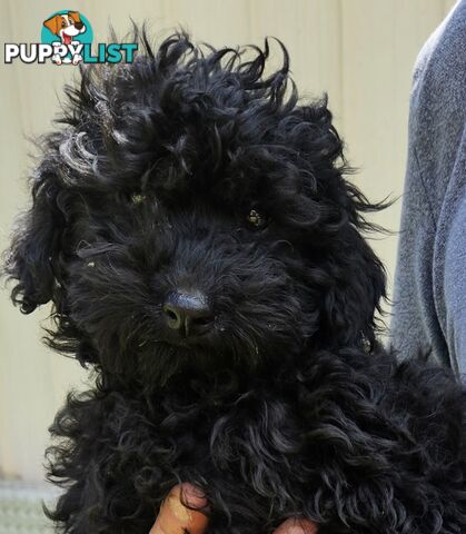 TOY POODLE PUPPY