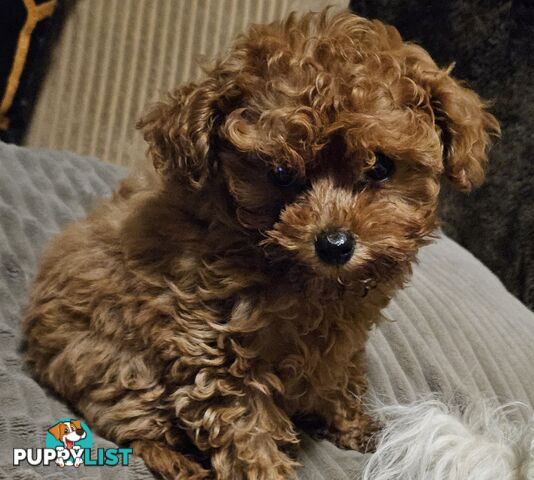 TOY POODLE PUPPY