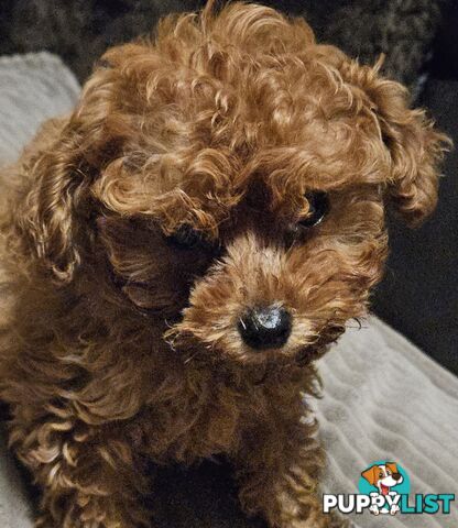 TOY POODLE PUPPY
