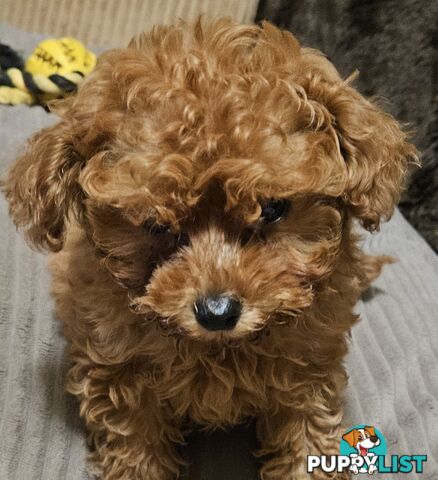 TOY POODLE PUPPY