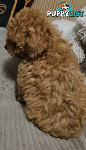 TOY POODLE PUPPY