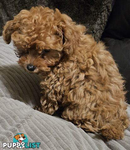 TOY POODLE PUPPY