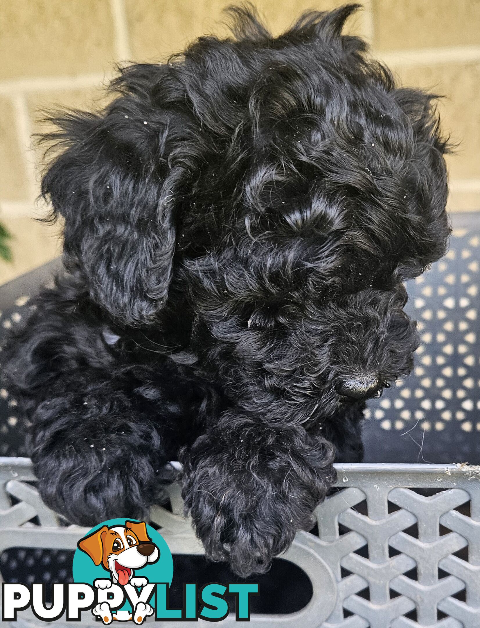 TOY POODLE PUPPIES