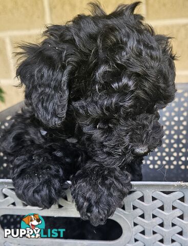 TOY POODLE PUPPIES