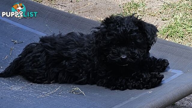 TOY POODLE PUPPIES