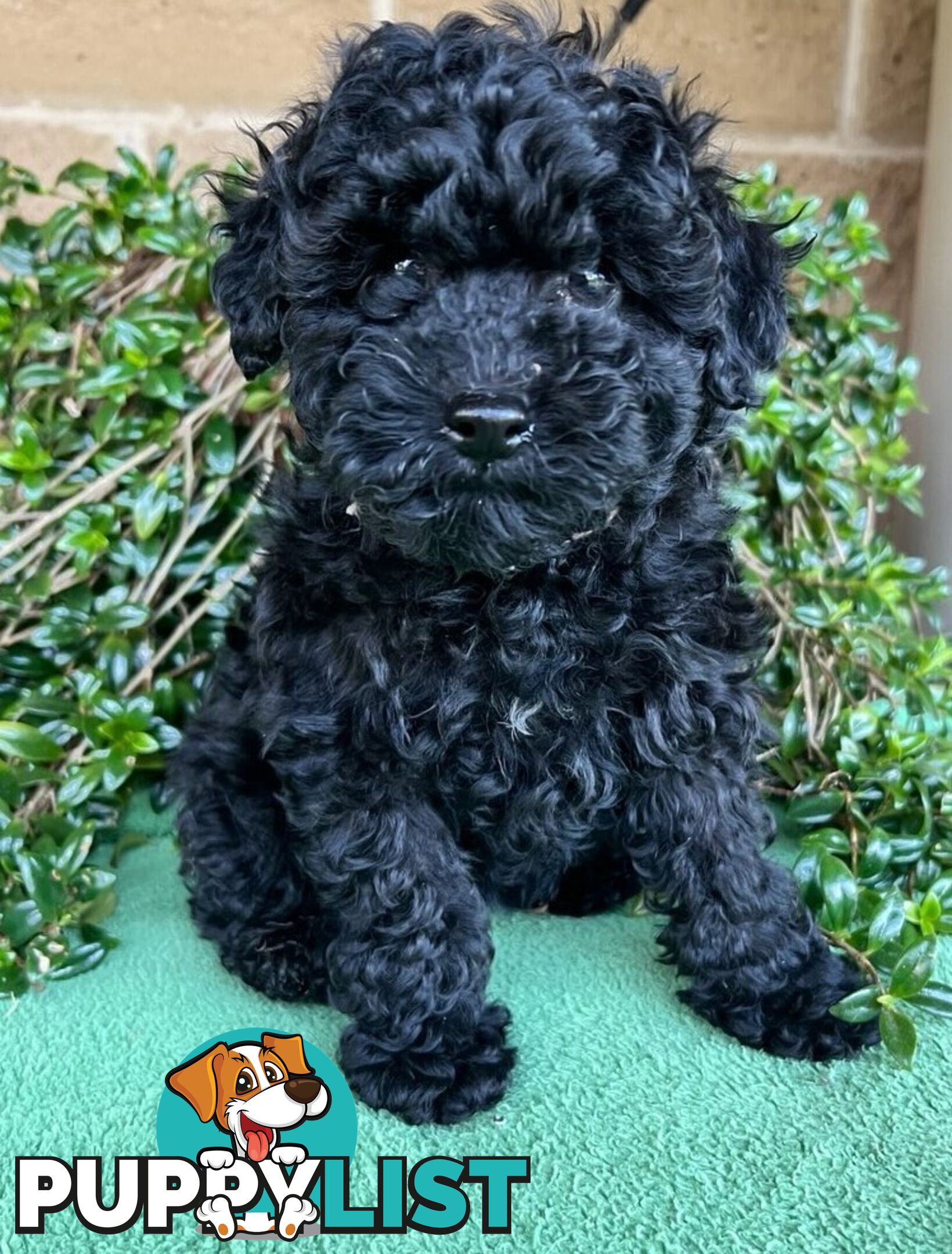 TOY POODLE PUPPIES