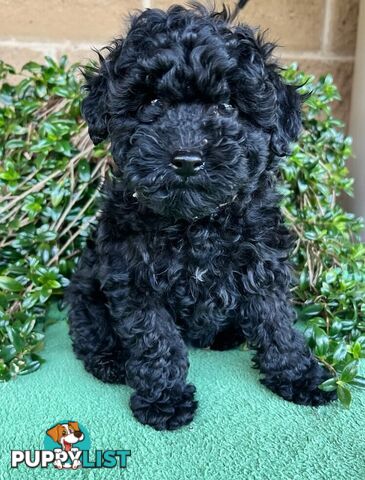 TOY POODLE PUPPIES