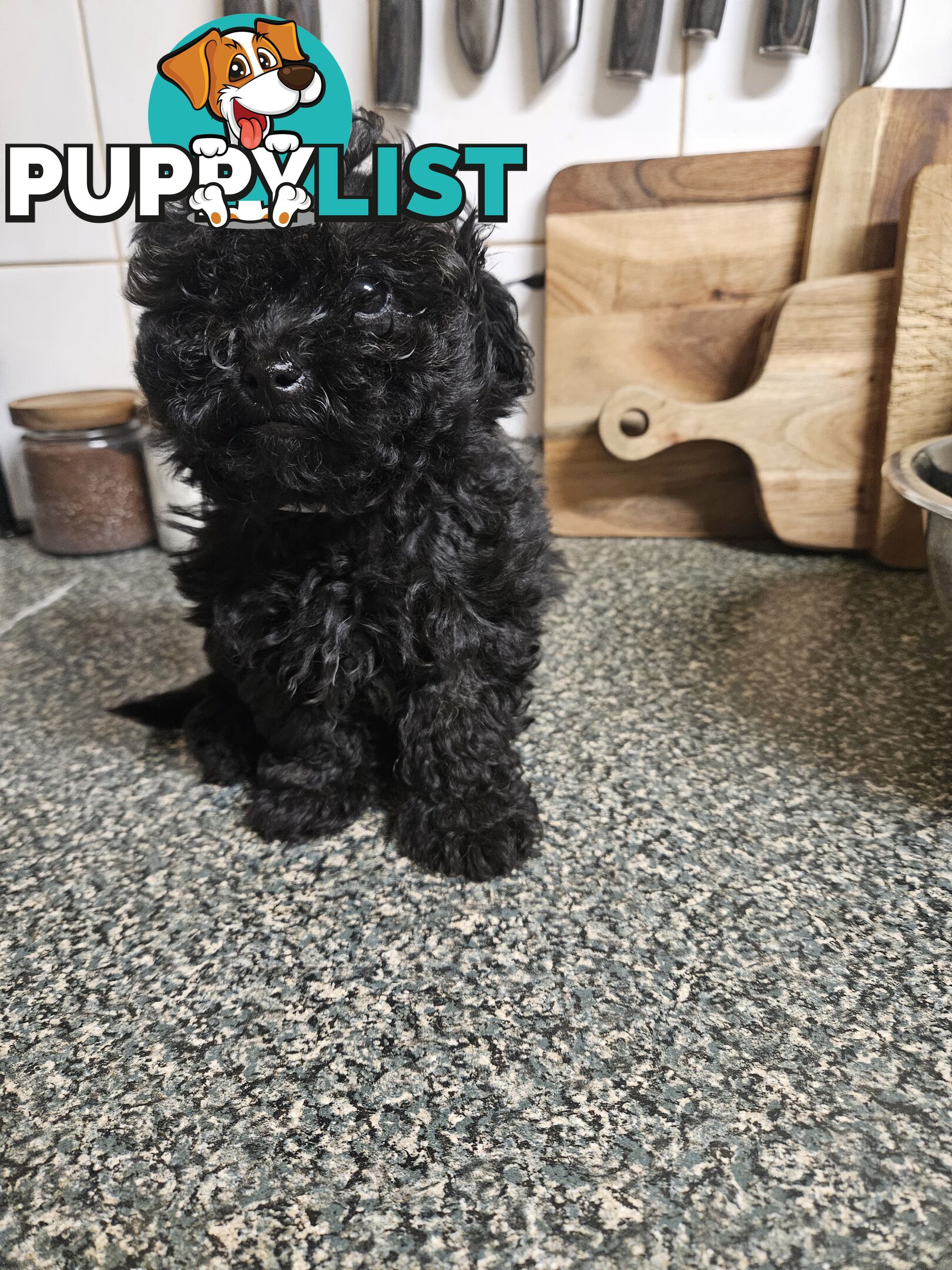 TOY POODLE PUPPIES