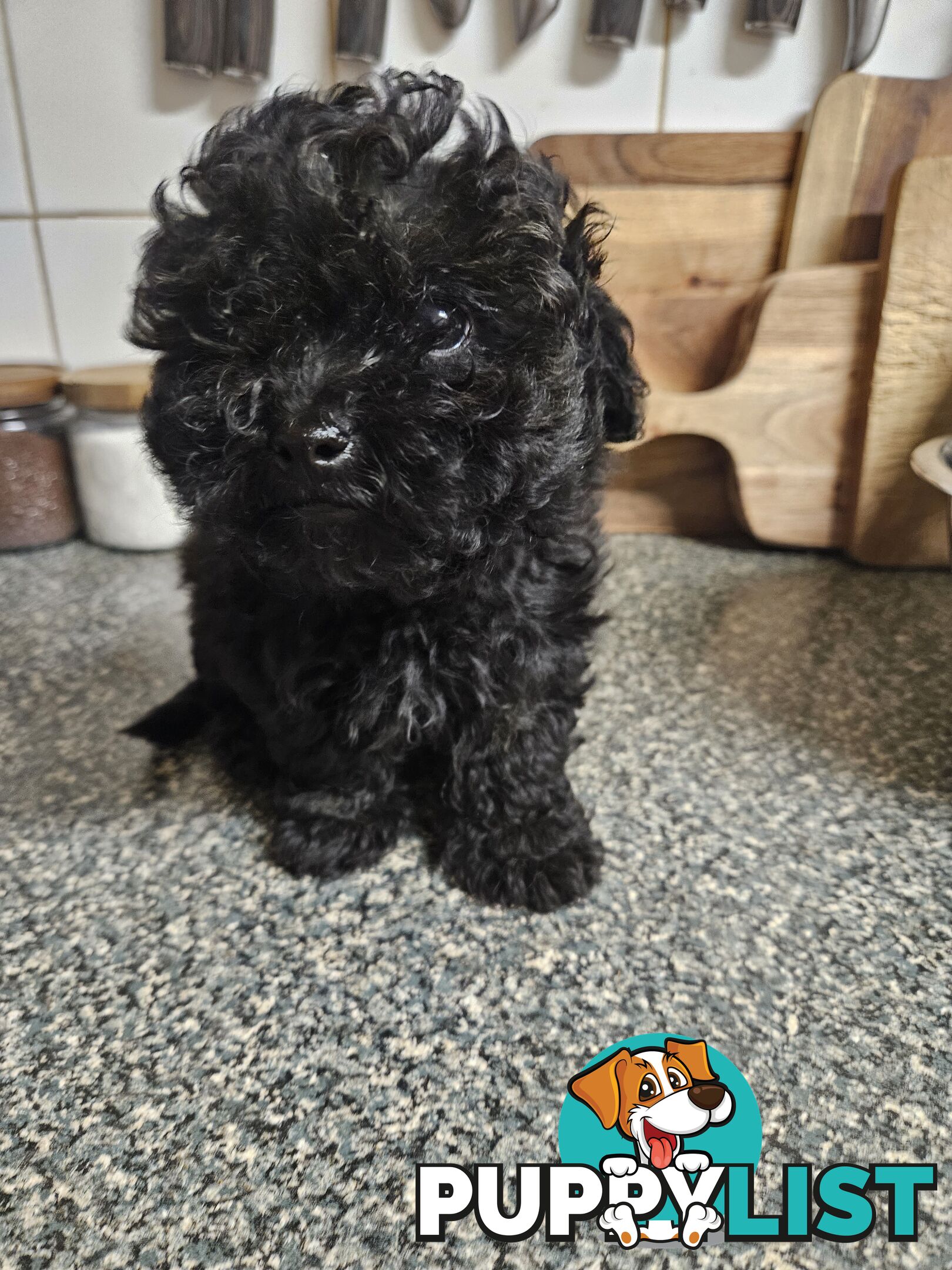 TOY POODLE PUPPIES