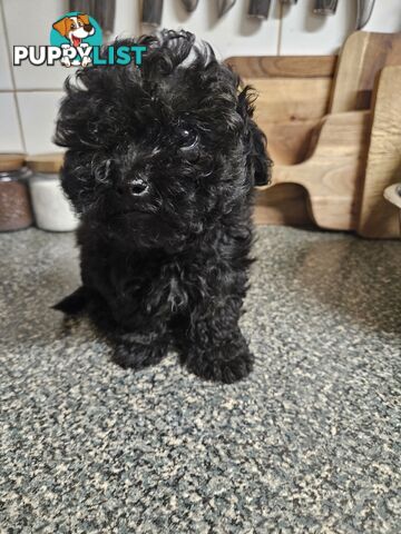 TOY POODLE PUPPIES