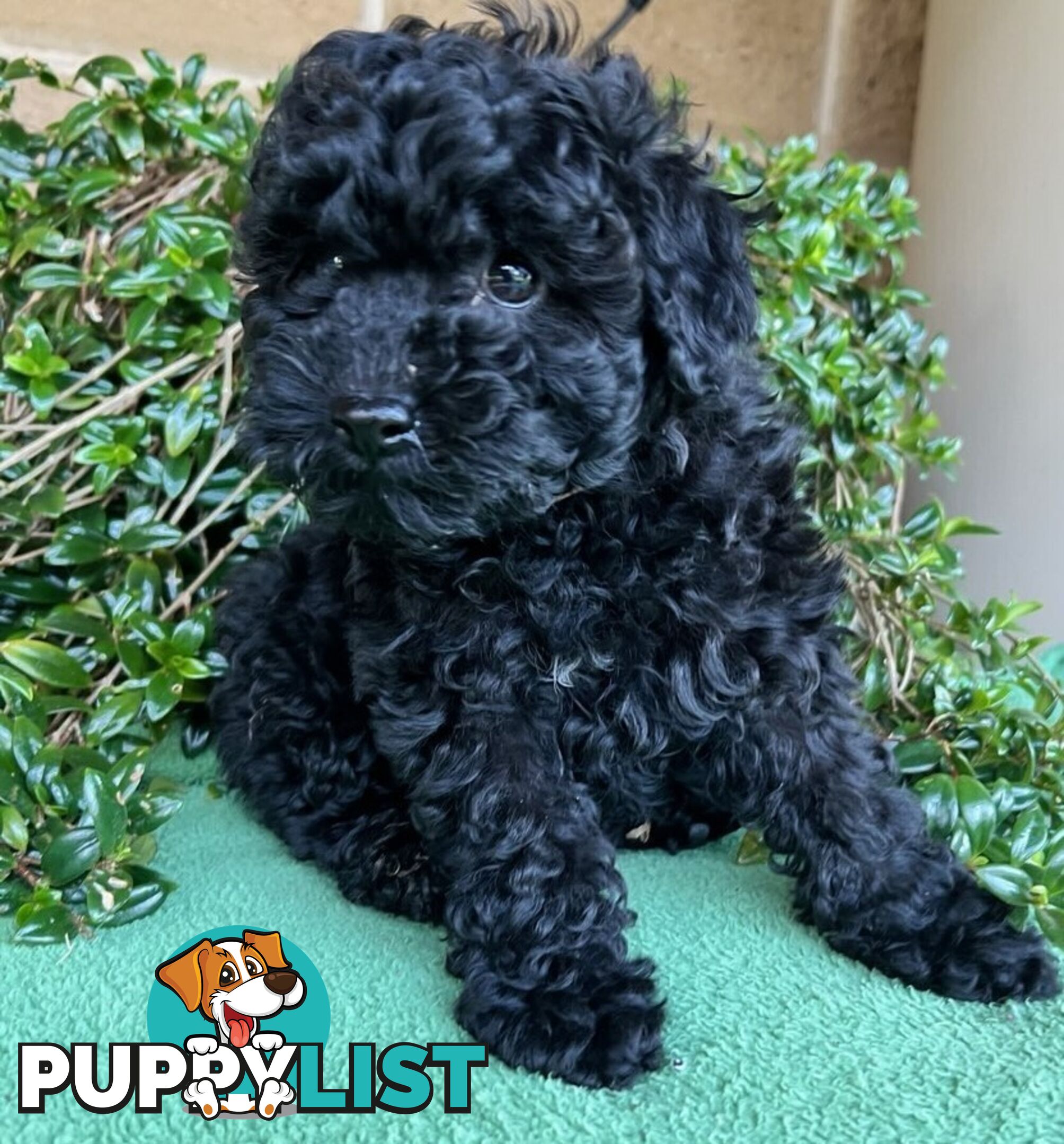 TOY POODLE PUPPIES