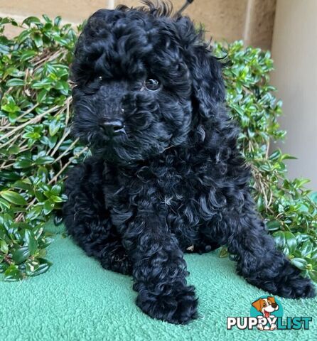 TOY POODLE PUPPIES