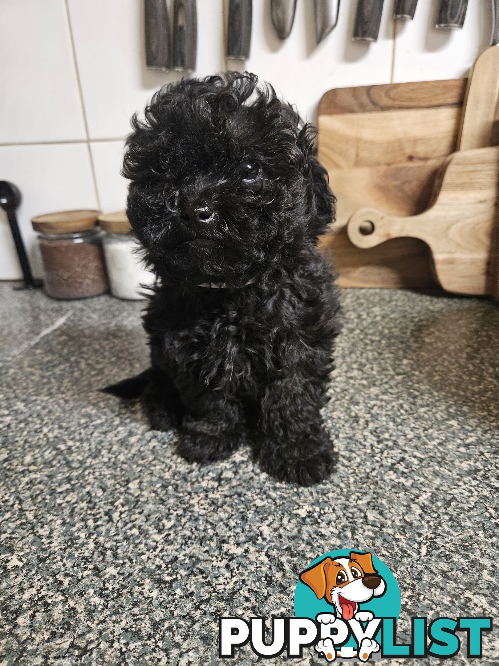 TOY POODLE PUPPIES