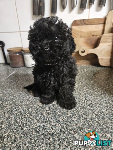 TOY POODLE PUPPIES