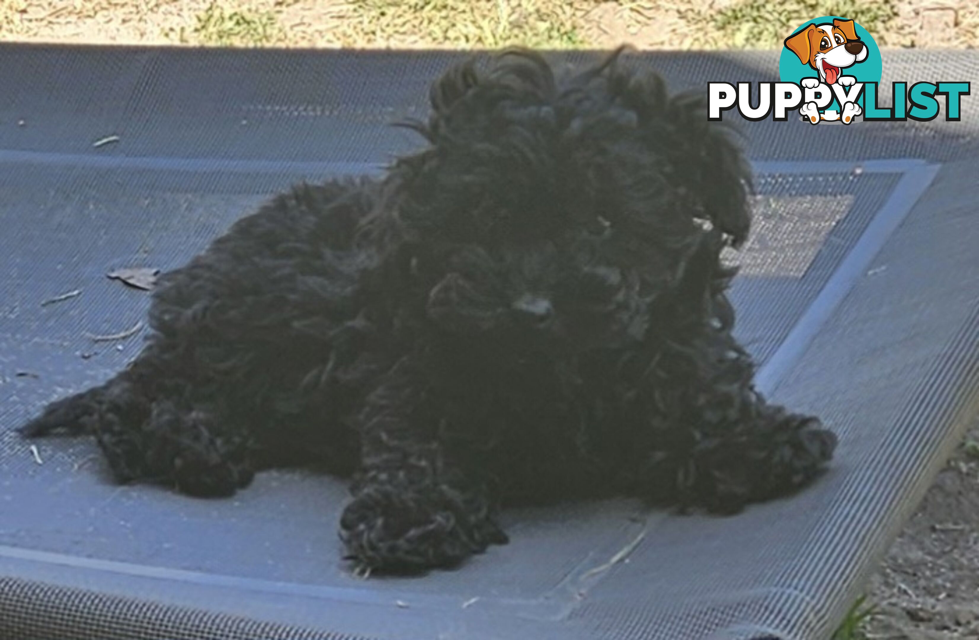 TOY POODLE PUPPIES