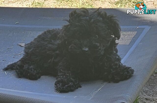 TOY POODLE PUPPIES