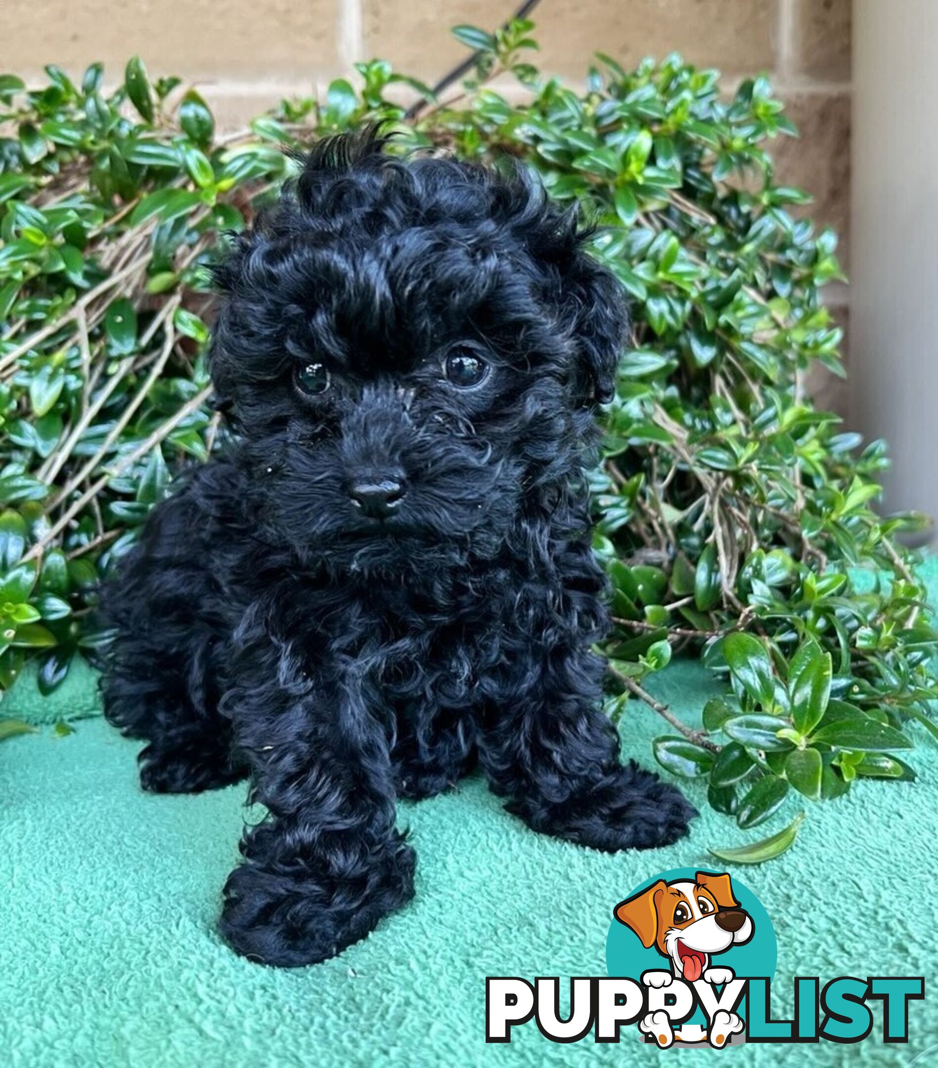 TOY POODLE PUPPIES