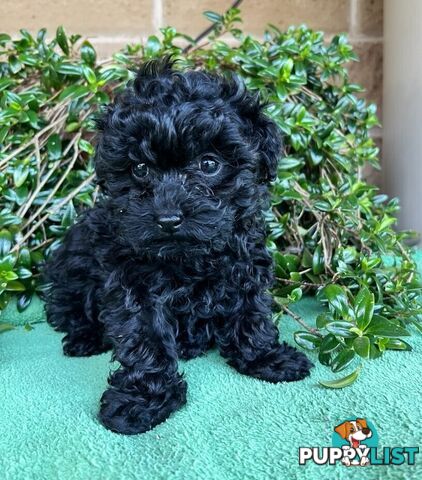 TOY POODLE PUPPIES