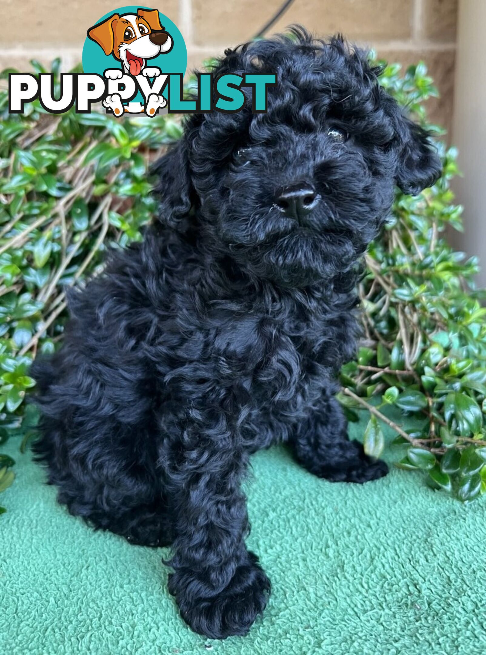 TOY POODLE PUPPIES