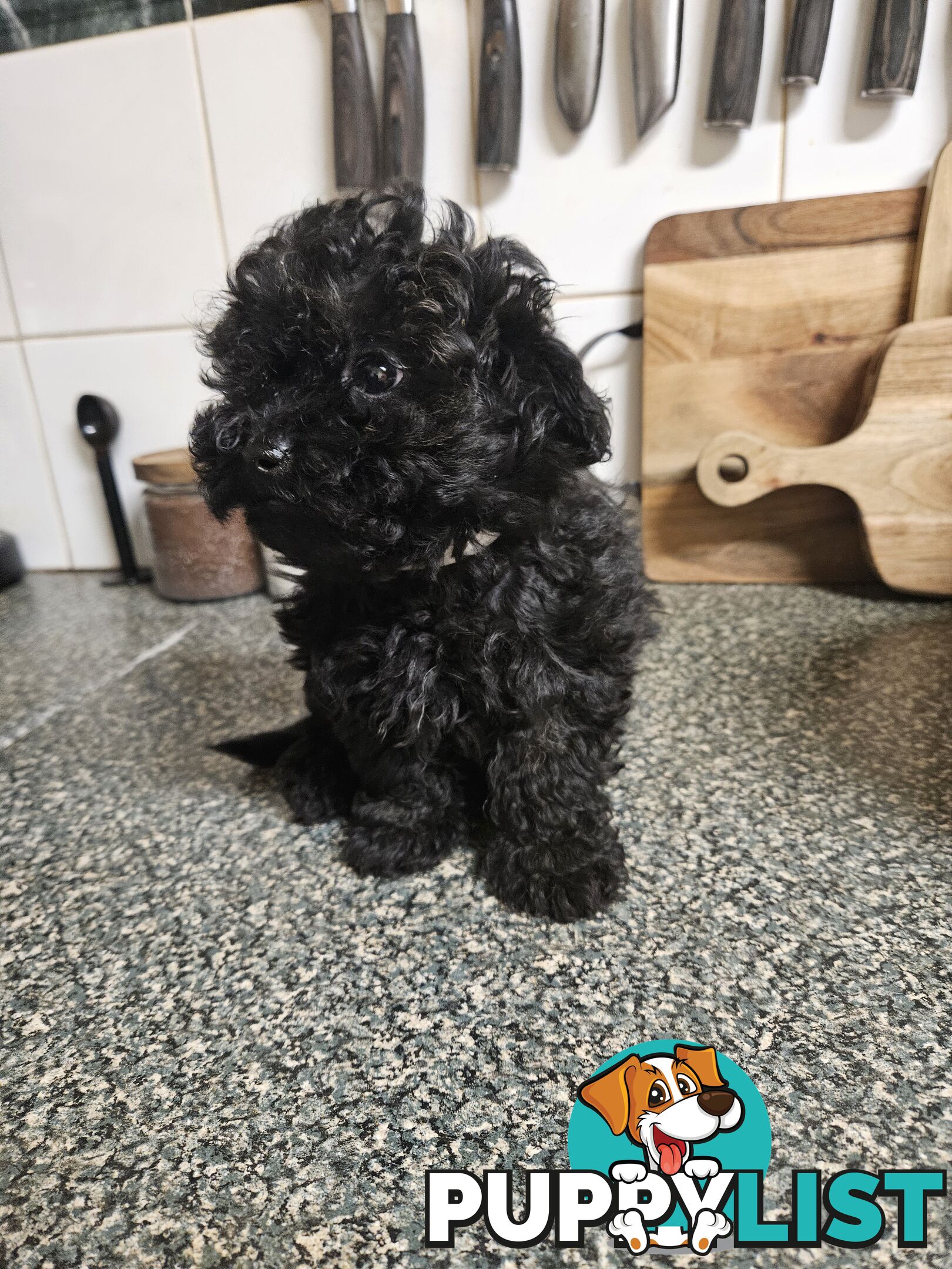 TOY POODLE PUPPIES