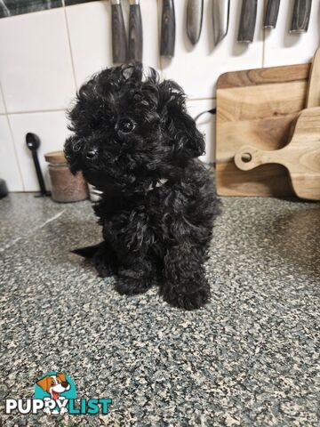 TOY POODLE PUPPIES