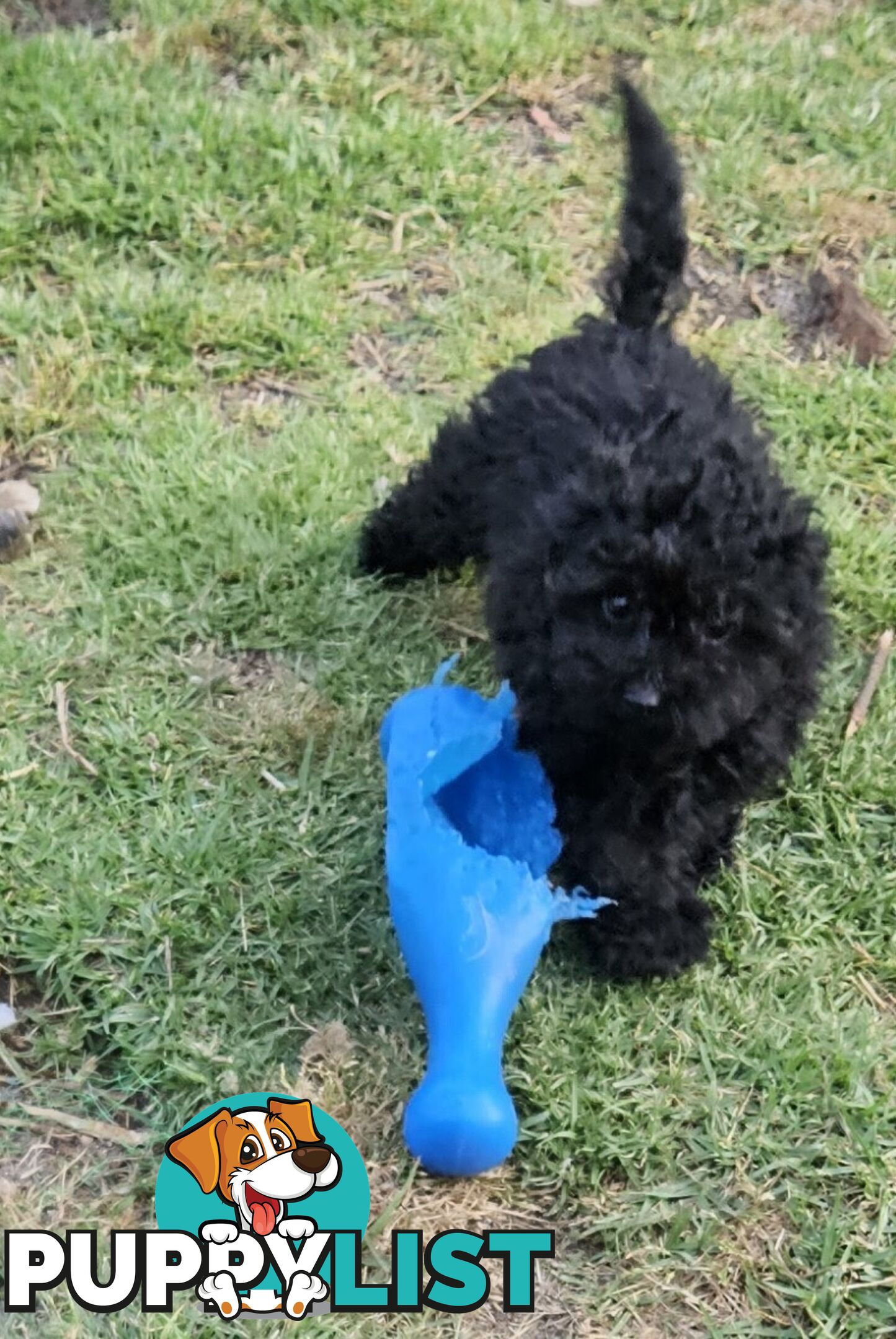 TOY POODLE PUPPIES