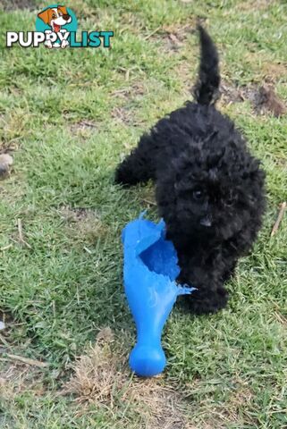 TOY POODLE PUPPIES