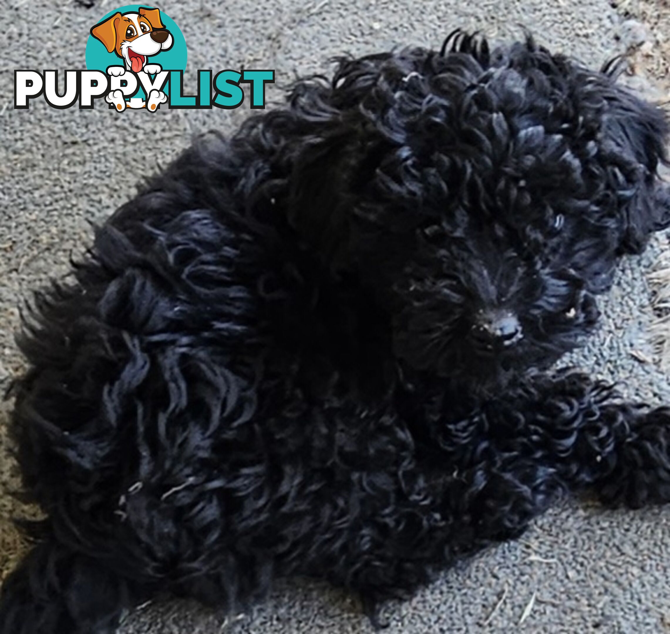 TOY POODLE PUPPIES