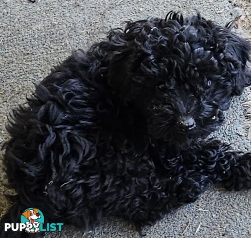 TOY POODLE PUPPIES