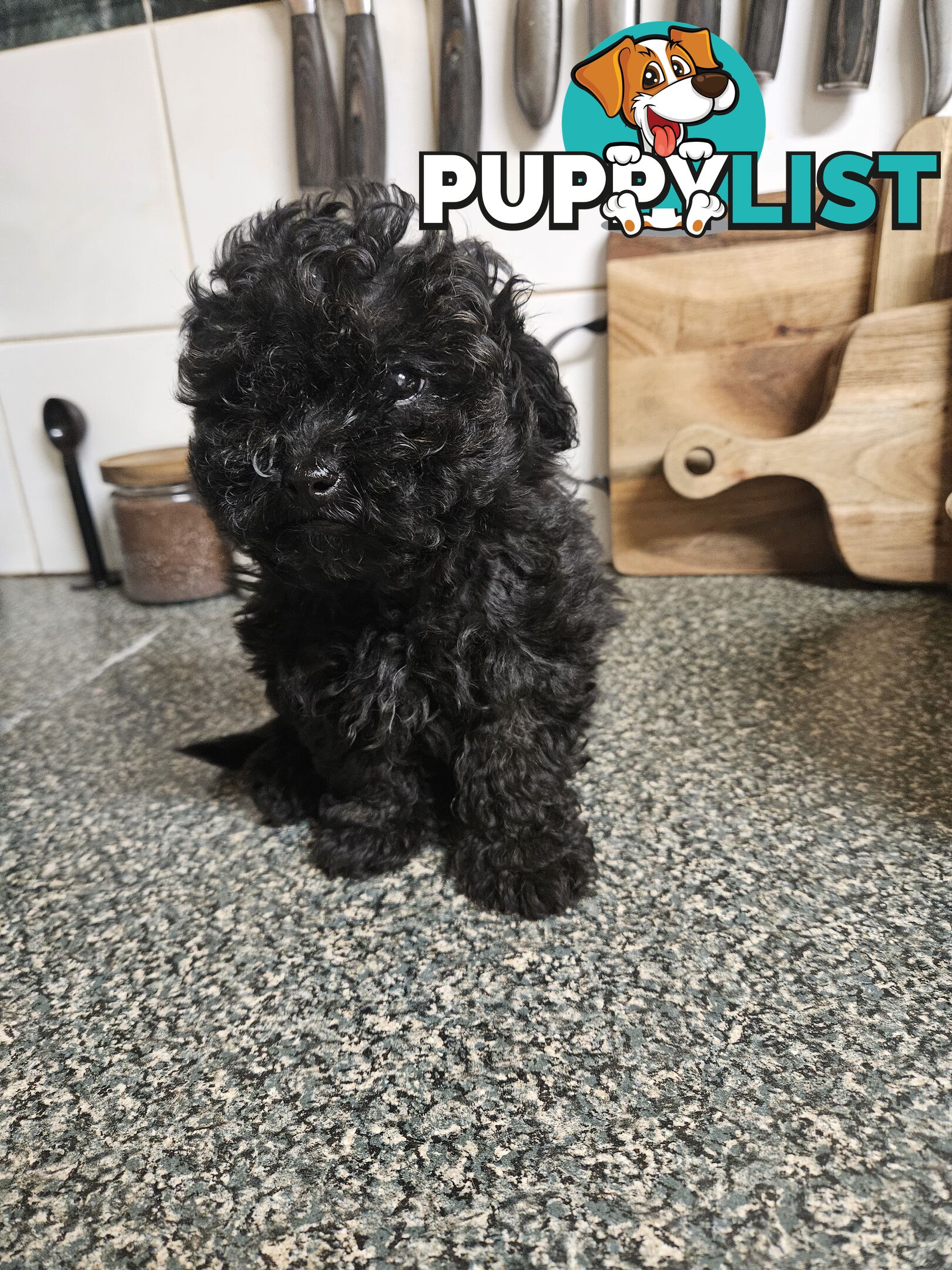 TOY POODLE PUPPIES