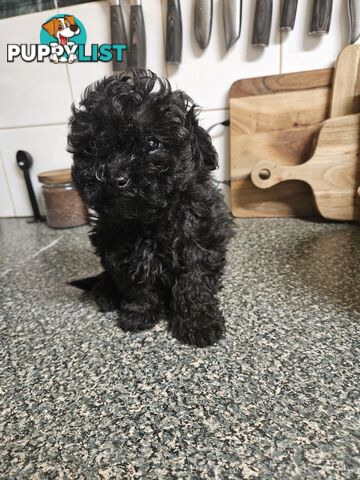 TOY POODLE PUPPIES