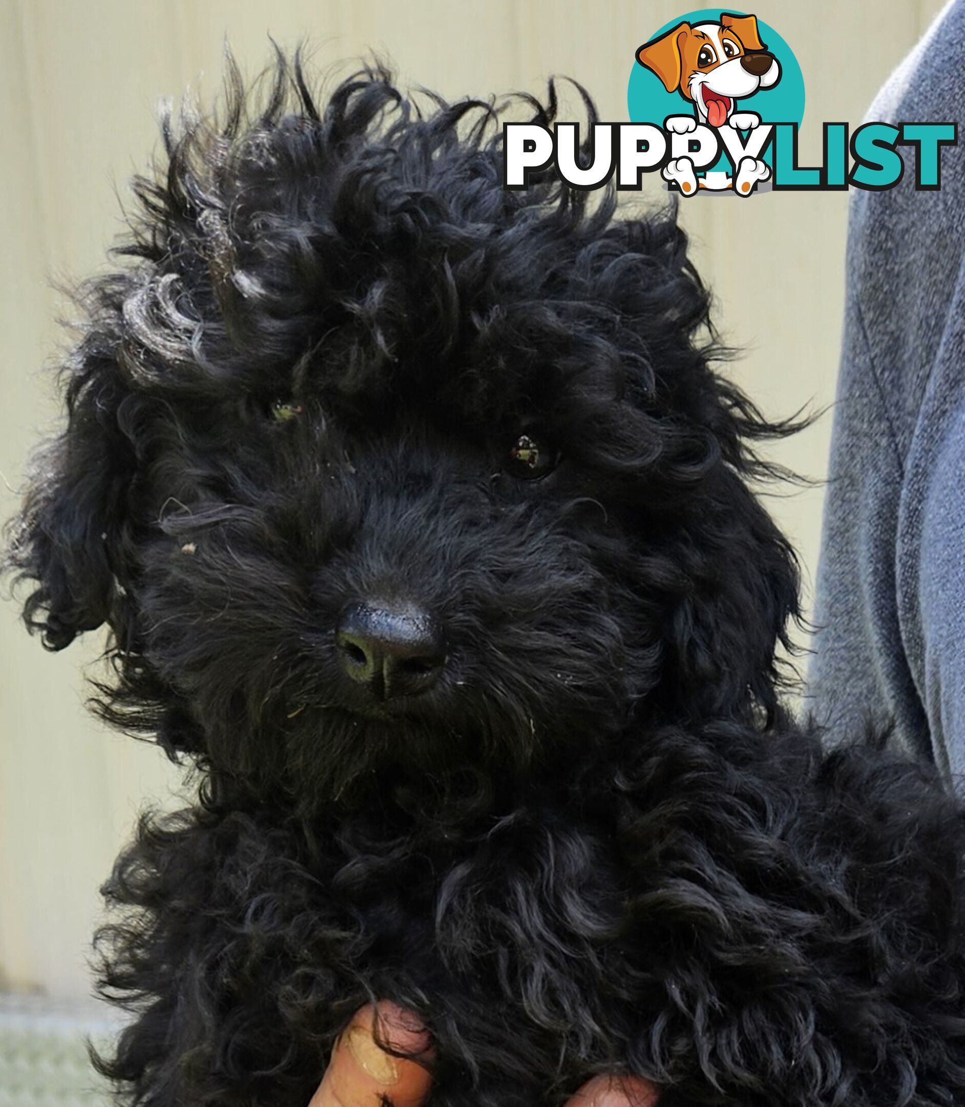 TOY POODLE PUPPIES