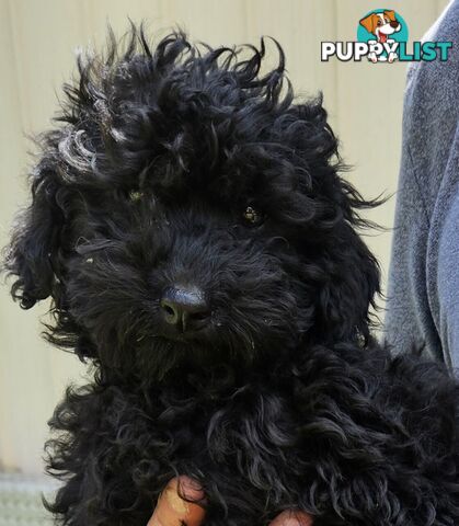 TOY POODLE PUPPIES