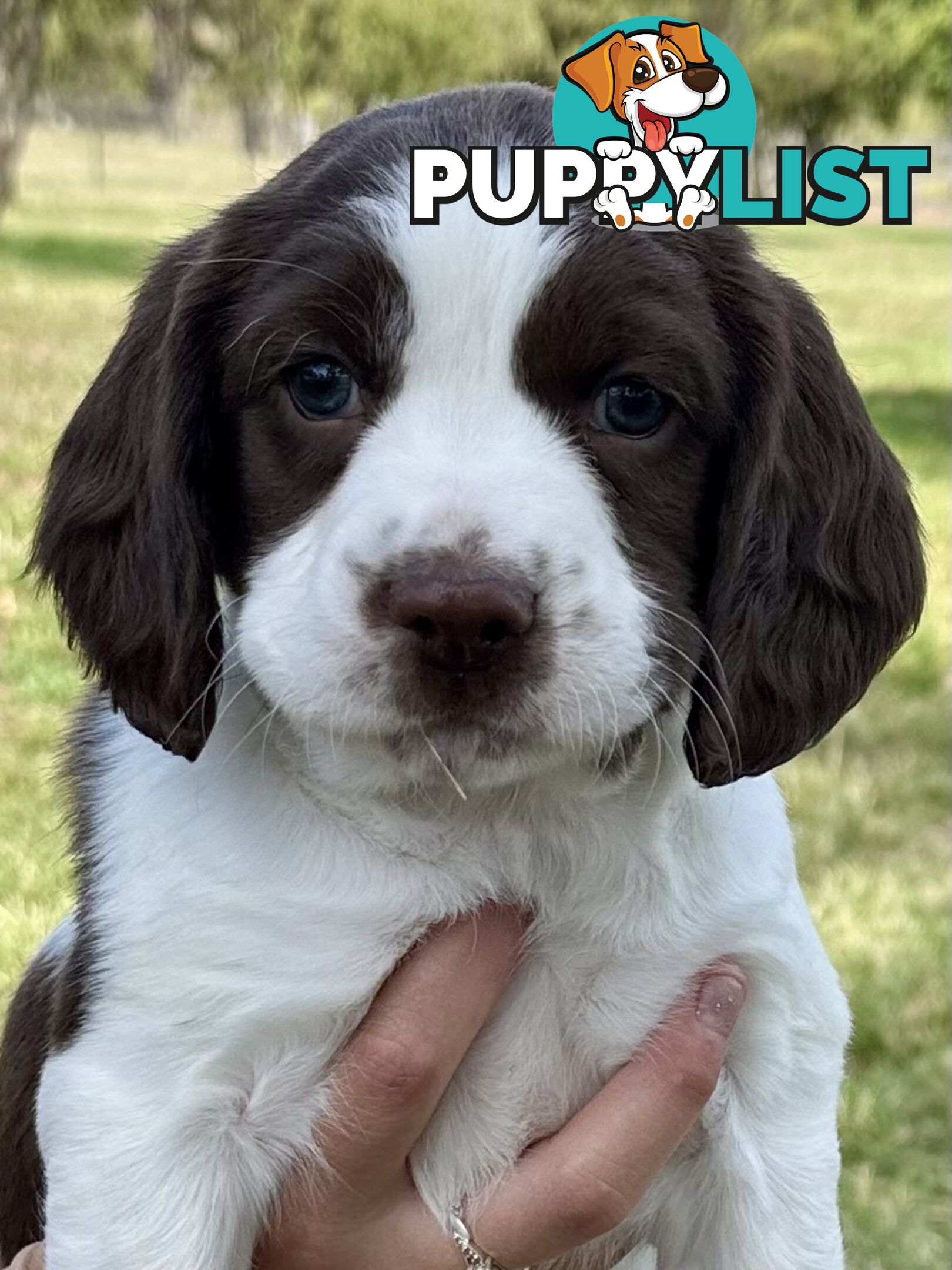 English Springer Spaniel